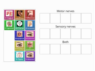 Cranial nerve types