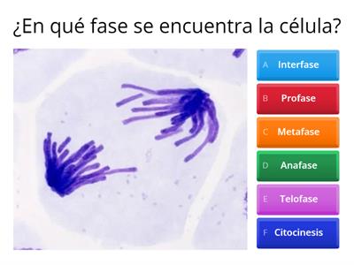 ¿Cuánto Sabes de Mitosis?