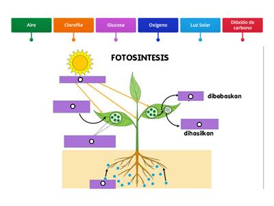 Fotosintesis 6TOS