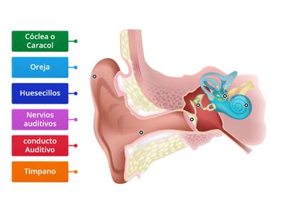 Partes del oido.