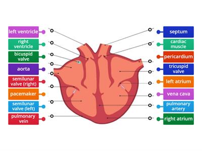 LC Biology: Heart