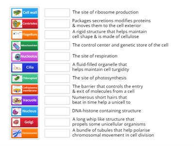 Y10 Science Genetics Glossary