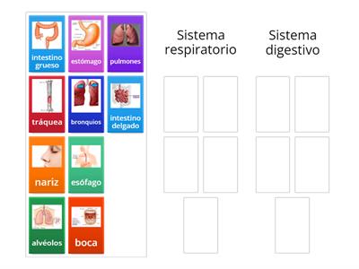 Sistemas digestivo y respiratorio