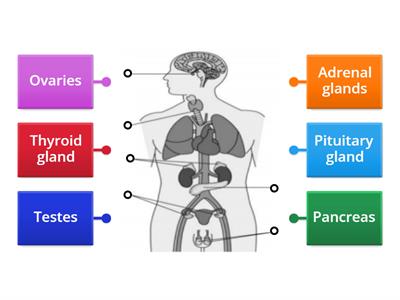 endocrine system higher