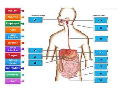 Digestive System