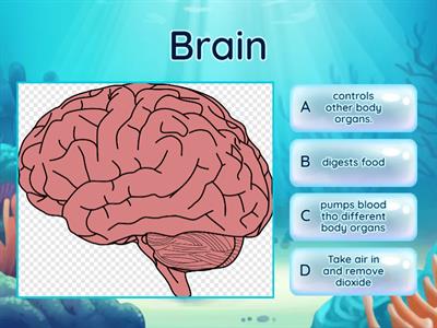 Body organs 