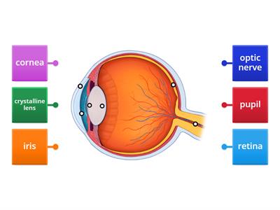 EYE 5º and 6º