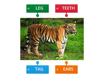  Animal body parts