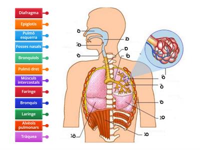 Parts de l'aparell respiratori