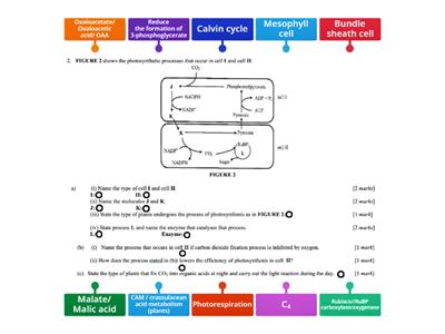 Photosynthetic process in plant