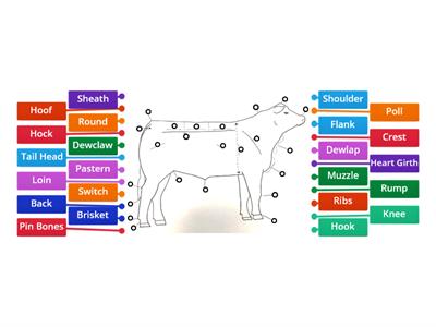 Cattle External Anatomy