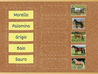 Equitazione sport 4