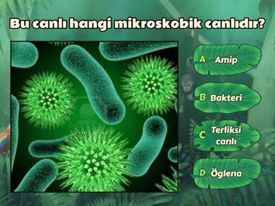 5.sınıf bitkiler ve mikroskobik canlılar.(Görselli sorular.)