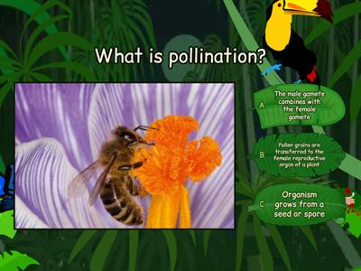Pollination Quiz