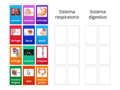 Sistemas digestivo y respiratorio