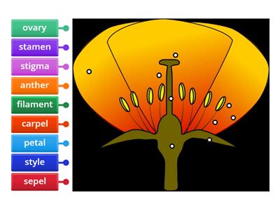 KS4 Parts of a Flower