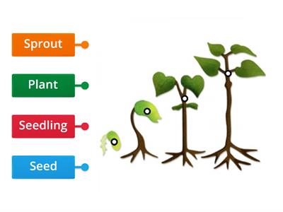 plant life cycle