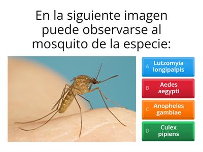 Aedes aegypti: más que un simple mosquito
