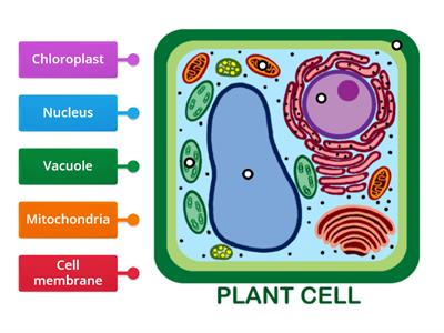 G5-S1-Q2-E3-Plant and Animal Cells - choose