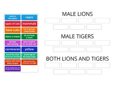 COMPARE AND CONTRAST - LIONS AND TIGERS
