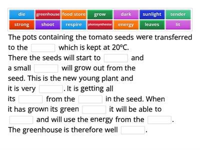 Germination of tomato seedlings  