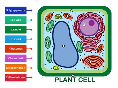 Plant cell - label