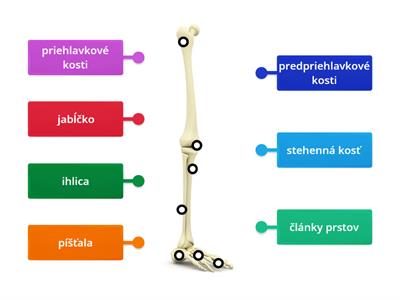 kostra dolnej končatiny