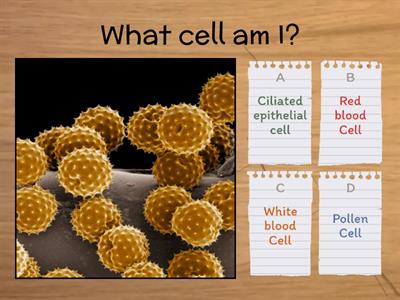 Year 7 Specialised cells