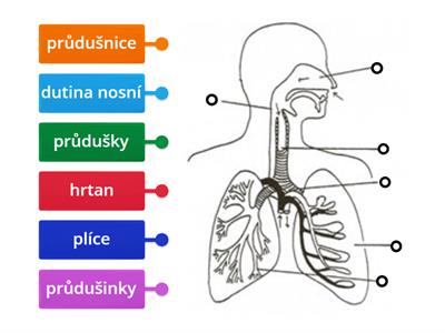 Dýchací soustava-OBR