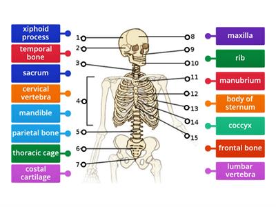 Axial Skeleton (Anterior View)
