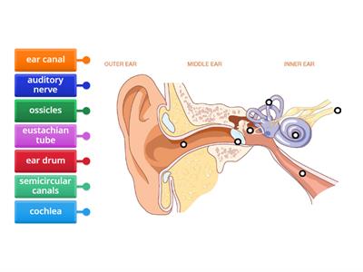 Anatomy of the ear