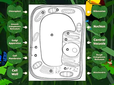Plant Cell Diagram Labeling