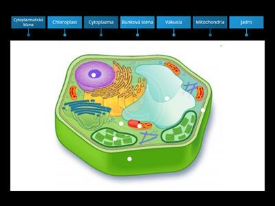 Stavba rastlinnej bunky - Biológia 6. ročník 