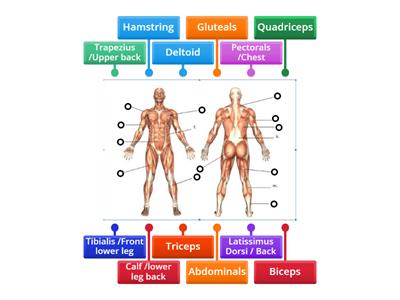  Muscle Identification 