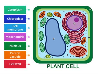 RHS Plant cell labelling