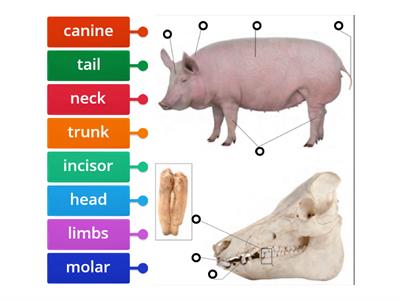 Me5a Biology - Parts of Pig