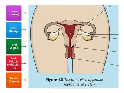 Female Reproductive System (Bilingual)