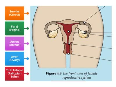 Female Reproductive System (Bilingual)