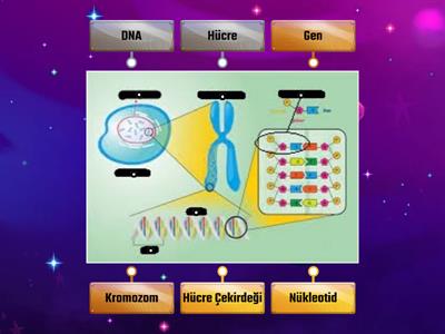 8. sınıf Fen Bilimleri DNA ve Genetik kod