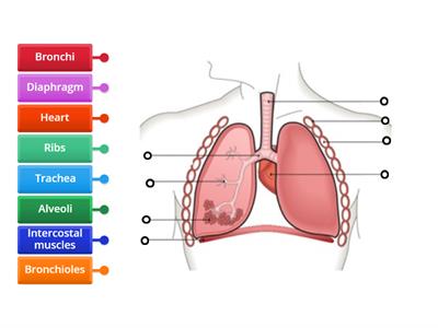 The Respiratory System