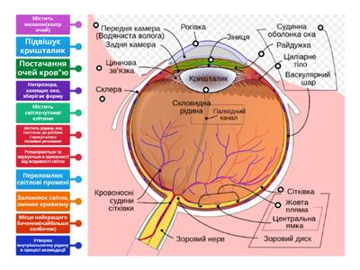 Функції частин ока (4)