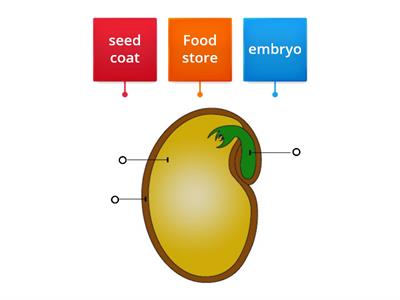 Y4 Parts of a Seed