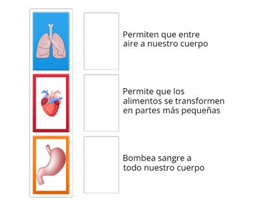 Los órganos (estómago, corazón y pulmones) y sus funciones