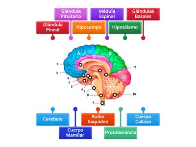 [Aprendizaje Convergente] Partes del cerebro.