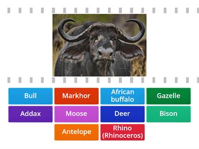 Animals with horns