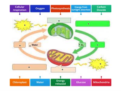703 Photosynthesis and cellular respiration