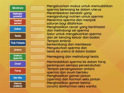 SAINS TINGKATAN 1 (Struktur sistem pembiakan lelaki dan perempuan)