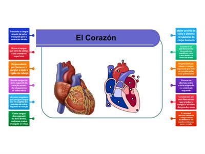 Sistema Circulatório - Anatomia do Coração