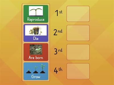 Life cycle of plants