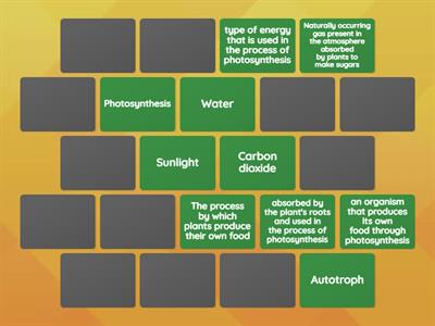 Photosynthesis